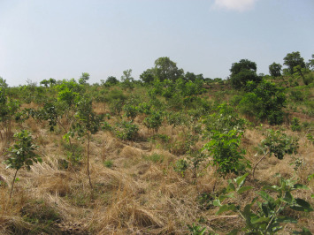 More than 150 Plots of land available at OHANI AMECHI IDODO Enugu State