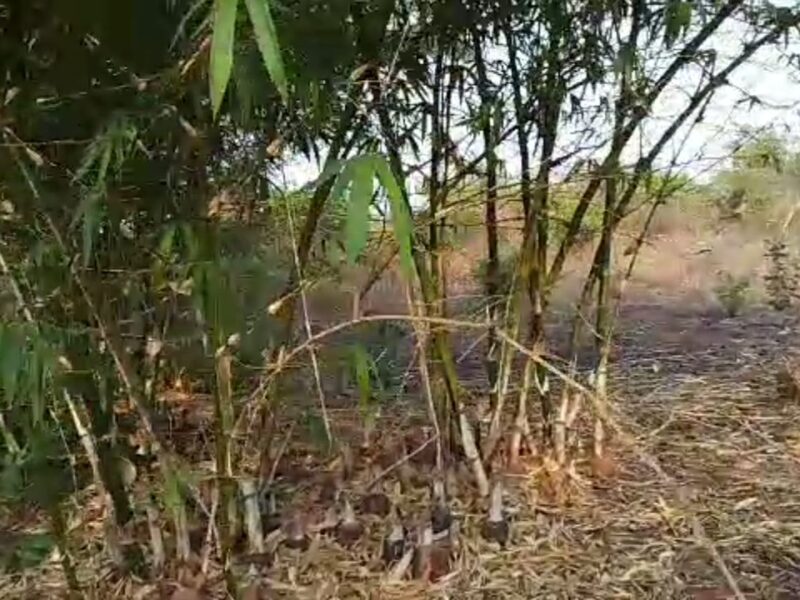 500 plots of land situated at Ojoto. Good: For Estate and Agriculture