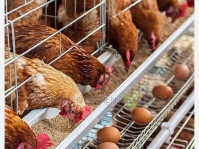 Increase Egg Production With Our 96birds Capacity Layer Cage